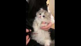 The baby cat getting his nails trimmed for the first time is so cute short MP4 video