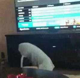 Kitten learns to do somersaults short MP4 video