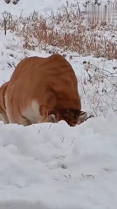 Say hello to the tiger in the snow
