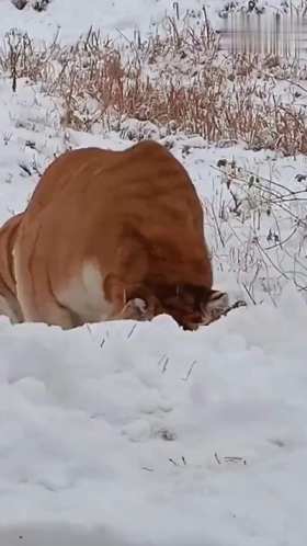 Say hello to the tiger in the snow short MP4 video