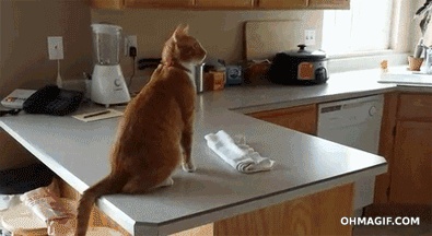 funny cat jumping to the refrigerator epic fail GIF