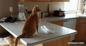 funny cat jumping to the refrigerator epic fail GIF