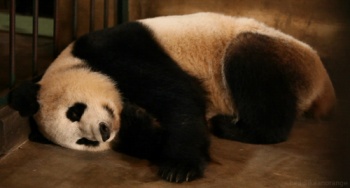 sleepy-panda