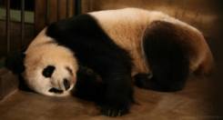 sleepy panda GIF