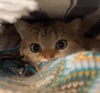 what are you looking at me GIF