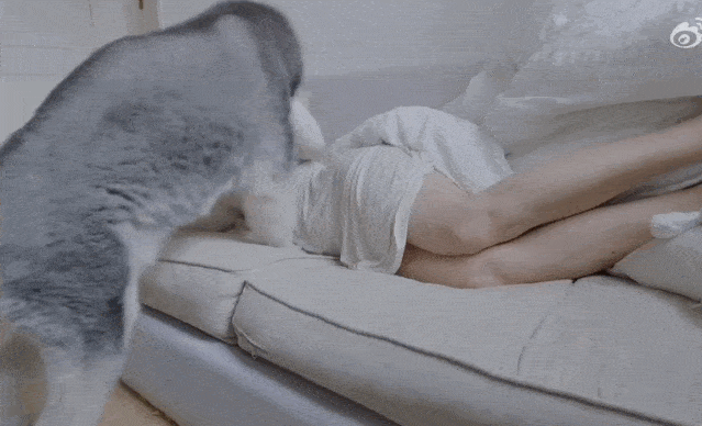 The cat got into her arms