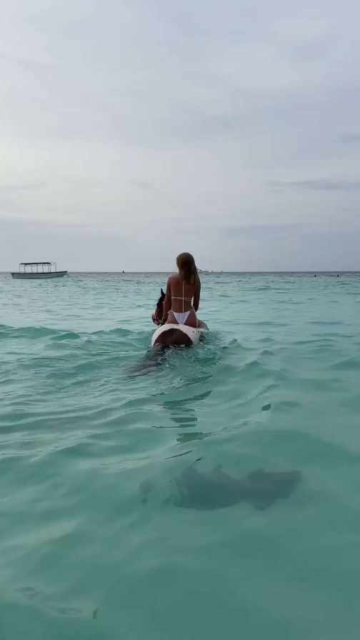 horse riding in sea water short MP4 video