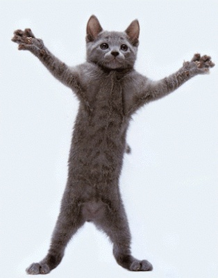 Funny dancing cat GIF