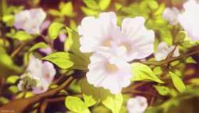 Flowers swaying short MP4 video