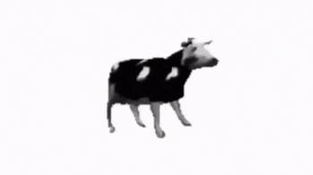 polish cow icegif GIF