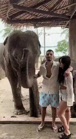 Elephant trunk sucks man's private parts short MP4 video
