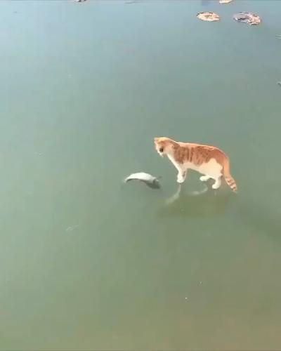 The ginger cat couldn't catch the fish under the ice and was so anxious that it