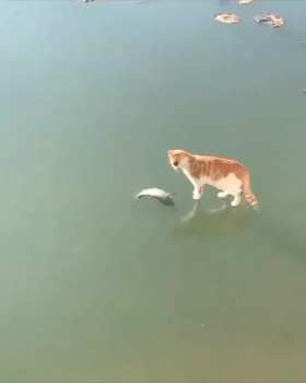 The ginger cat couldn't catch the fish under the ice and was so anxious that it short MP4 video