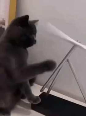 cat playing with stick short MP4 video
