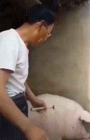 The veterinary give pig an injection