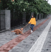 walk a dog GIF