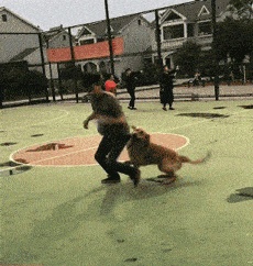 Play basketball with dog