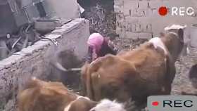 A woman was kicked unconscious by a cow while cleaning the cowshed short MP4 video