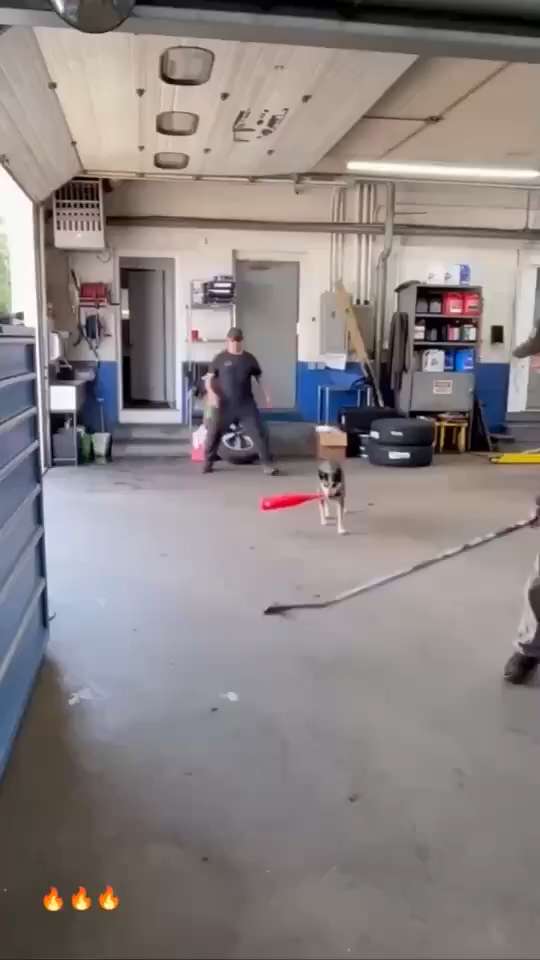 This dog is really good at playing... GIF