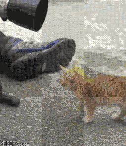Cute Cat, Animal GIF - GIFPoster