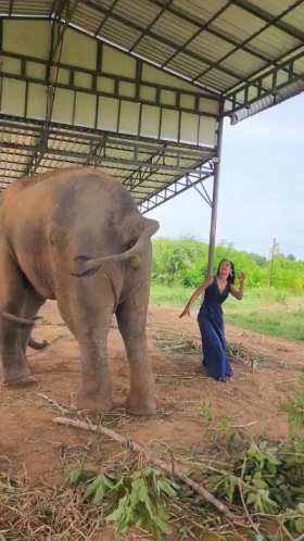 Beautiful women collect elephant dung short MP4 video