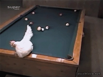 Billiards master chicken GIF