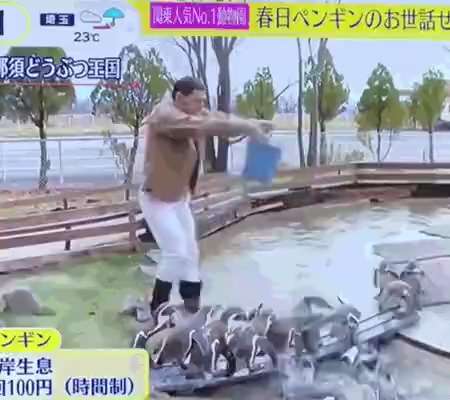 Japanese comedian falls into penguin pond
