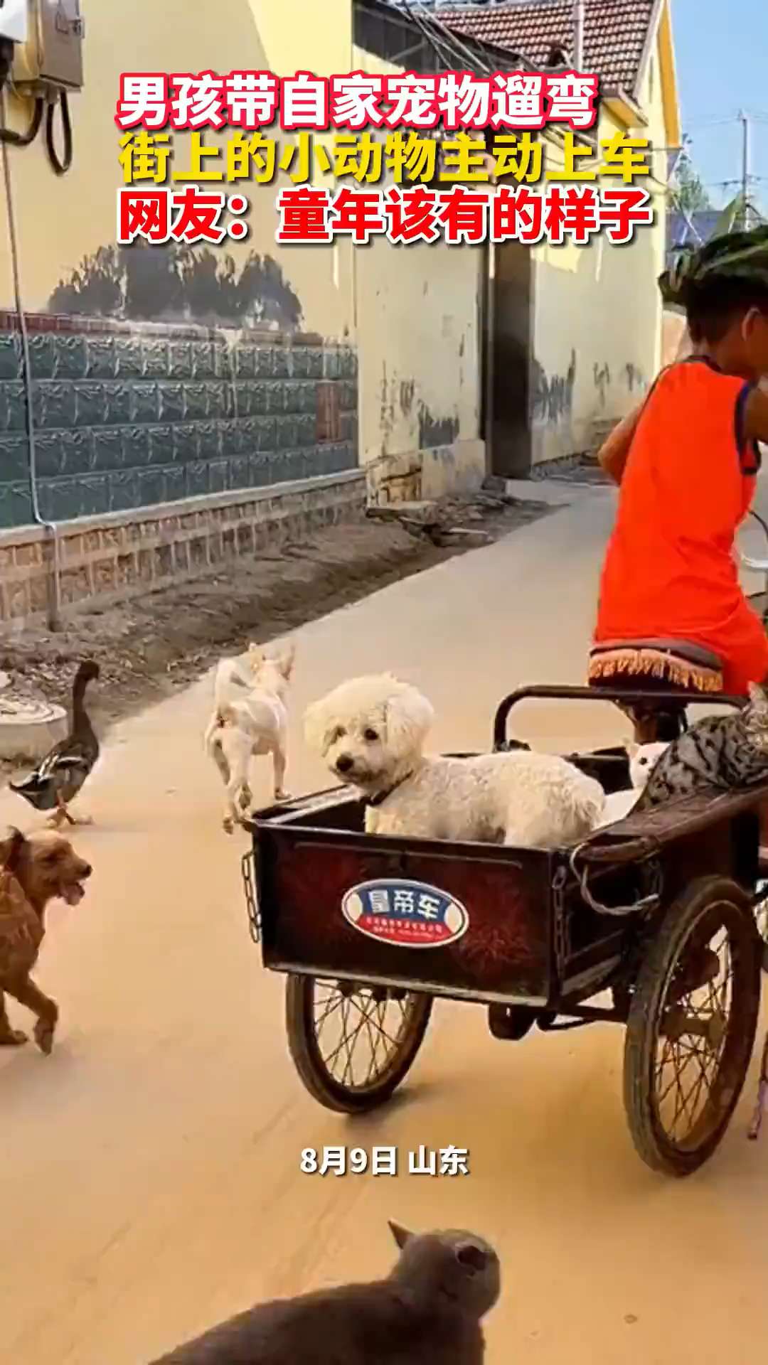 The boy riding a bike for a walk with pets