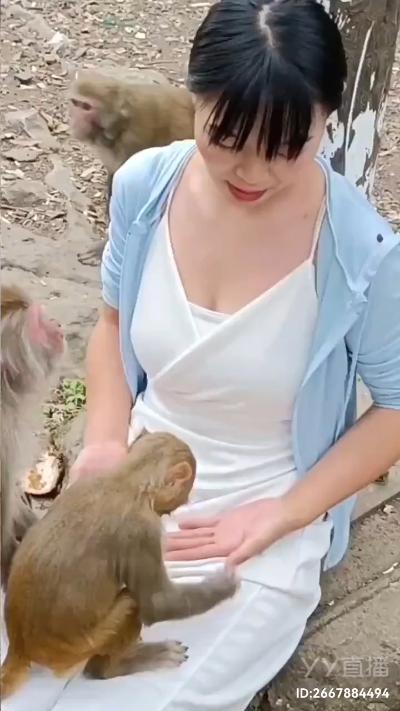 The lustful monkey pulled up the skirt of a beautiful woman and almost exposed her boobs