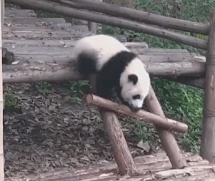 Panda rolling GIF