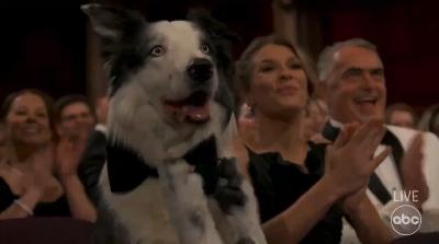 Messi the dog applauds Robert Downey Jr. GIF