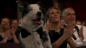 Messi the dog applauds Robert Downey Jr. short MP4 video