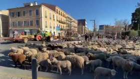 Taking sheep to the streets to protest short MP4 video