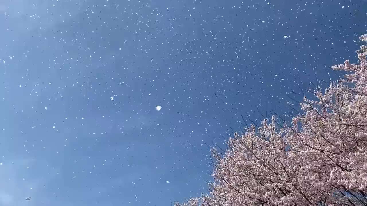 cherry blossom season short MP4 video