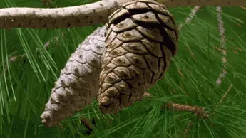 The pine cones slowly open under the sun GIF