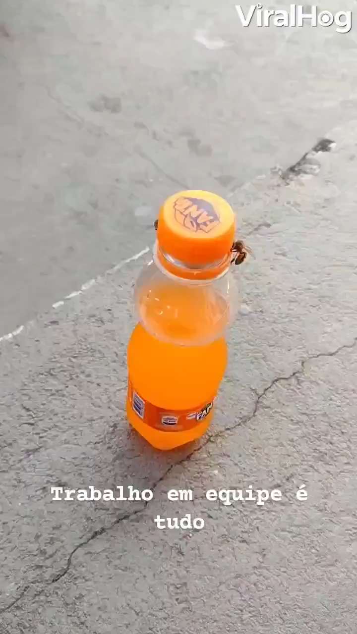 Two bees opened the bottle together