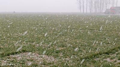 Heavy snow falls on the wheat field