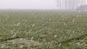 Heavy snow falls on the wheat field short MP4 video