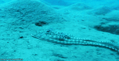 Octopus transforms! I was simulating the underwater environment before