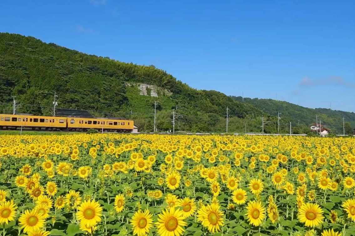 The JR Hakubi Line in Tottori Prefecture short MP4 video
