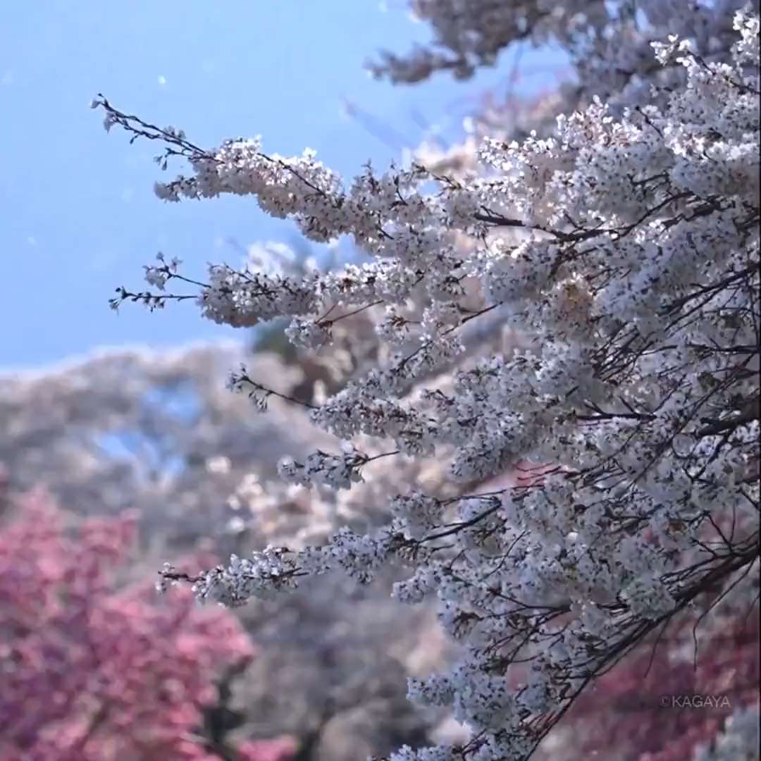 Yamanashi Prefecture, Japan, Cherry blossoms are blown down like snow short MP4 video