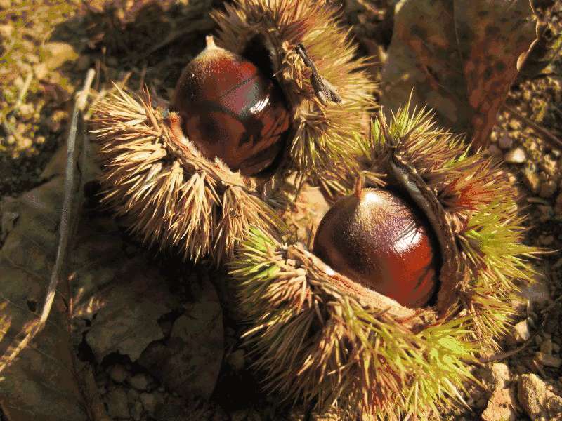 Autumn fruit, chestnut