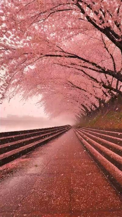 Cherry blossoms fall like pink rain and butterflies dance