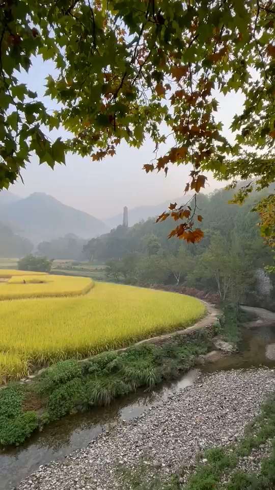 Autumn rice fields and distant towers