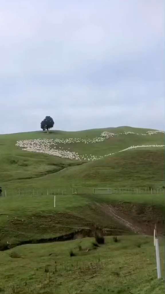 Two sheepdogs and hundreds of sheep create a moving painting