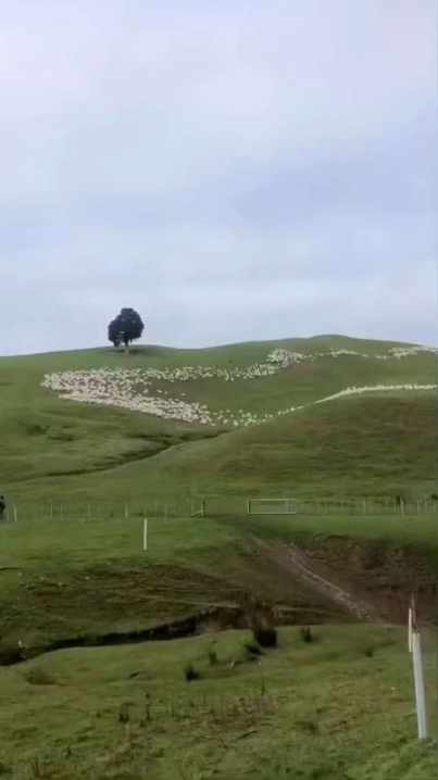 Two sheepdogs and hundreds of sheep create a moving painting short MP4 video