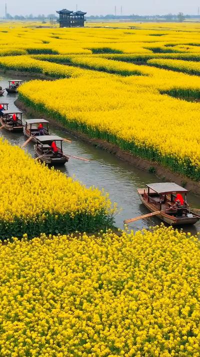 Chinese rural landscape, sea of rapeseed flowers, boats and river