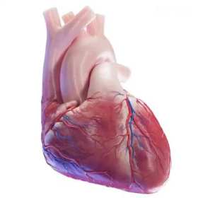 Heart beating video, tricuspid regurgitation short MP4 video