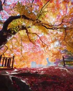 A maple tree approximately 210 years old short MP4 video