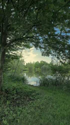 Lake surrounded by trees short MP4 video